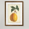 thumbnail image 3 of Antique Pear Botanical II - Barnwood Framed - 23 x 31 - Maple, 3 of 4