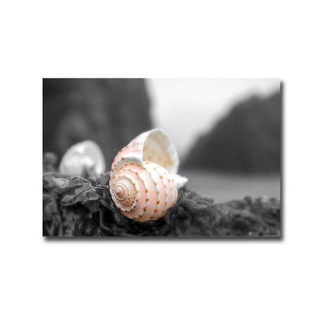 Crescent Beach Shells No.1A by Alan Blaustein Premium Gallery-Wrapped Canvas Giclee Art - 12 x 18 x 1.5 in.