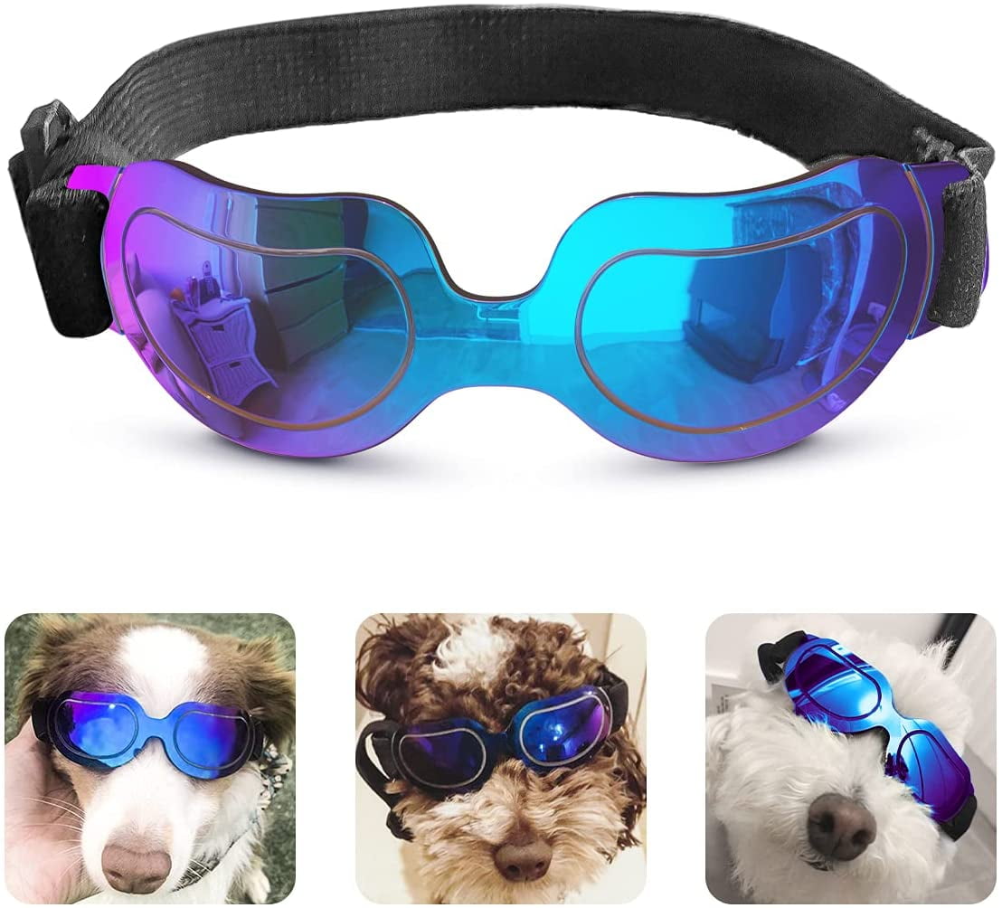 Do Blue Eyed Dogs Need Sunglasses