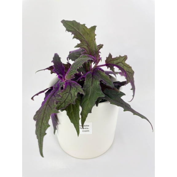 Bumble Plants Purple Passion (Gynura Aurantiaca) - Full Live Colorful Houseplant in Nursery Pot, Easy Care, Indoor Plant for Beginners