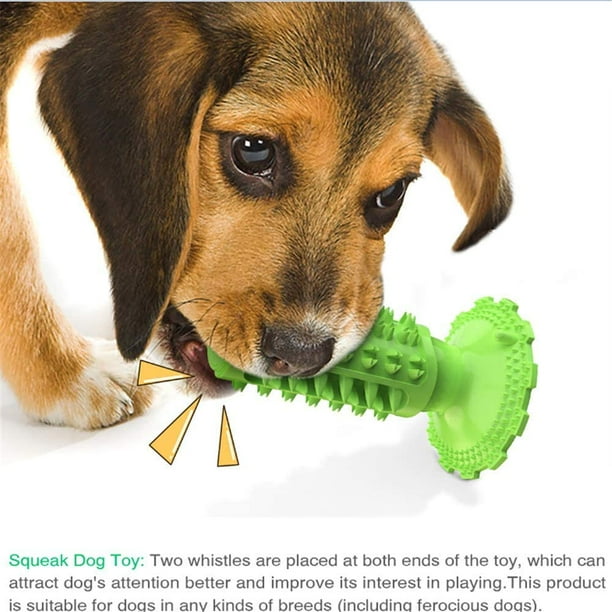 Dog chewing cheap brush