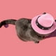 thumbnail image 4 of Sombrero de fiesta de cumpleaños Sombrero para el sol Mini sombrero para mascotas Sombrero de vaquero occidental para mascotas Sombrero para el sol para mascotas al aire libre Sombrero decorati..., 4 of 7
