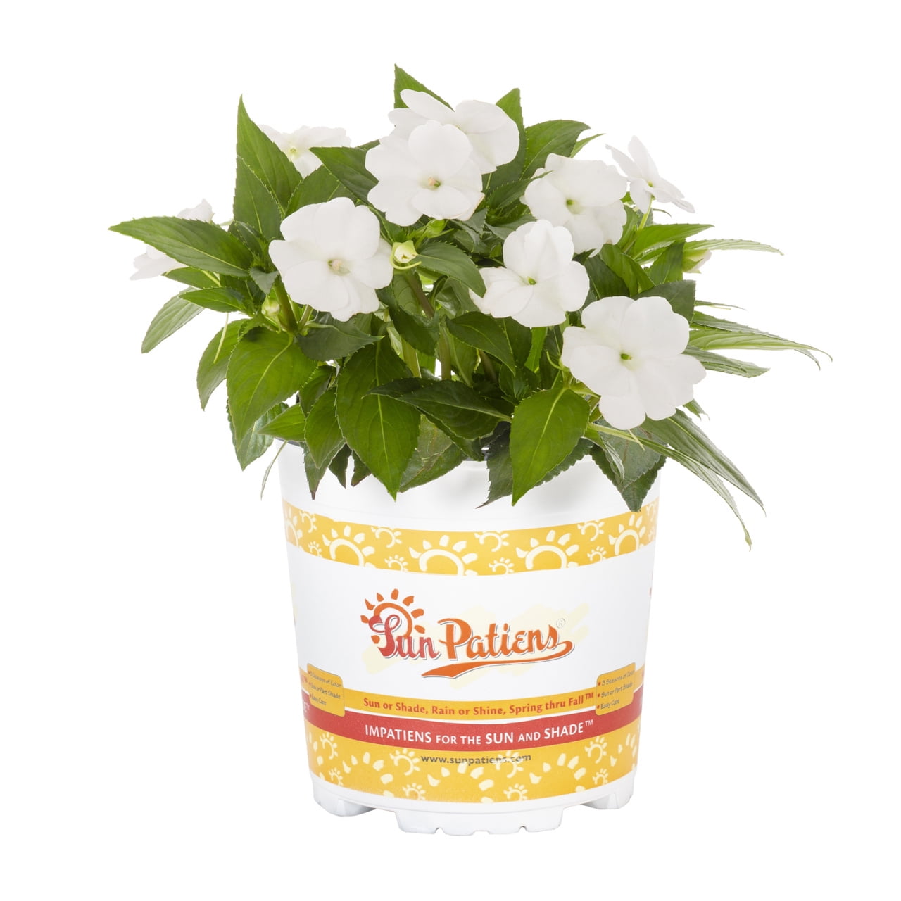 Sunpatiens 1.5PT White Impatiens Live Annual Plant Sun 5-Pack