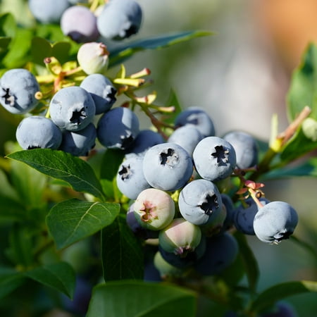 Expert Gardener 3-4 ft tall Powder Blue Rabbiteye Blueberry Live Shrub in 7-Gallon Grower Pot