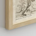 thumbnail image 5 of PixonSign Framed Wall Art Sketch Antique Tree Vintage Landscape Prints, Set of 4 Nature Wilderness Paintings, Minimalism Wall Décor, Adhesive Canvas Poster for Home Decor - 11"x14" Natural, 5 of 5