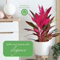 thumbnail image 2 of American Plant Exchange Cordyline 'Red Sister' Plant in 10" Pot, Hawaiian Good Luck Tree, Bright Indirect Light, Easy Care Indoors Outdoors, 2 of 7
