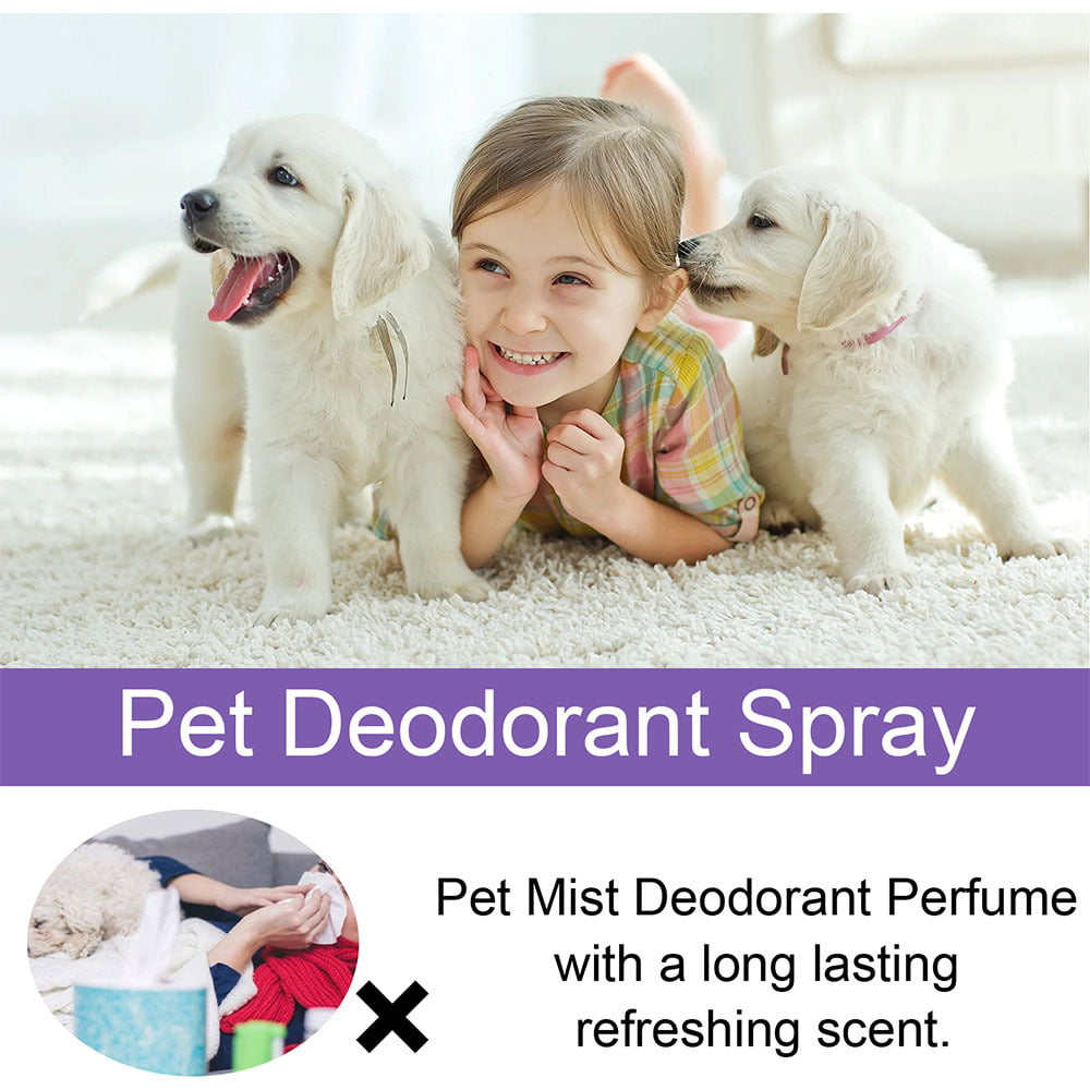  Lavender Oil Dog Deodorizing Spray - Dog Spray for Smelly Dogs  and Puppies and Dog Calming Spray with Lavender Essential Oil - Lightly  Scented Dog Deodorizer for Smelly Dogs and Dog