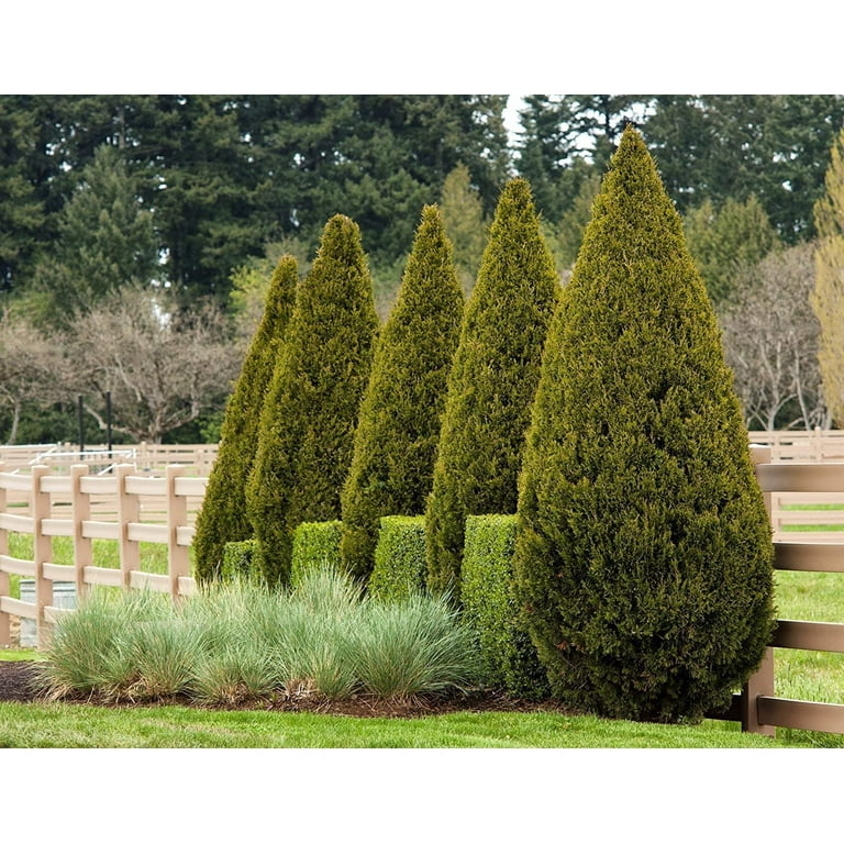 Spartan Juniper Large Gallon Size Tree Juniperus Chinensis Live