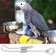 thumbnail image 1 of Cadena de pie de Loro ANGGREK Resistente Y duradera para Tienda de Mascotas de Periquito doméstico, 1 of 8