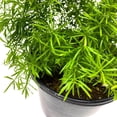 thumbnail image 6 of Foxtail Fern, 4 inch Asparagus densiflorus, Fluffy Perennial Evergreen Herb Pine Needle-Like Leaves, 6 of 7