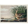 thumbnail image 2 of Audubon, John James 24x17 Gold Ornate Wood Framed with Double Matting Museum Art Print Titled - Long-billed Curlew, 2 of 4