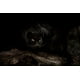 Crouching Black Panther Pictures Wall Decor Jungle Animal Pictures for