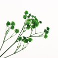 thumbnail image 4 of Real Dried Leaves Bouquet Decorative - Green, 4 of 6