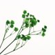 thumbnail image 4 of 1 bolsa de flores secas prensadas de cielo estrellado natural para hacer joyas artesanales. Verde, 4 of 9