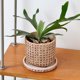 thumbnail image 1 of Cement Planters with Saucer Rattan Woven Patterns Plants Pot with Drainage, 1 of 7