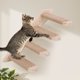 thumbnail image 3 of Marco Trepadores Gato Estantes Pared Estante Trepadora Montada en Pasos para Gatos Perca, 3 of 9