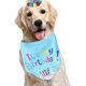 thumbnail image 3 of Un conjunto de fiesta de cumpleaños para mascotas, bandera, globo de pata de perro, toalla de baba de cumpleaños, sombrero de cumpleaños, pajarita, 3 of 5