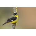 thumbnail image 2 of Archer, Ken 32x21 White Modern Wood Framed Museum Art Print Titled - Lesser goldfinch, 2 of 4