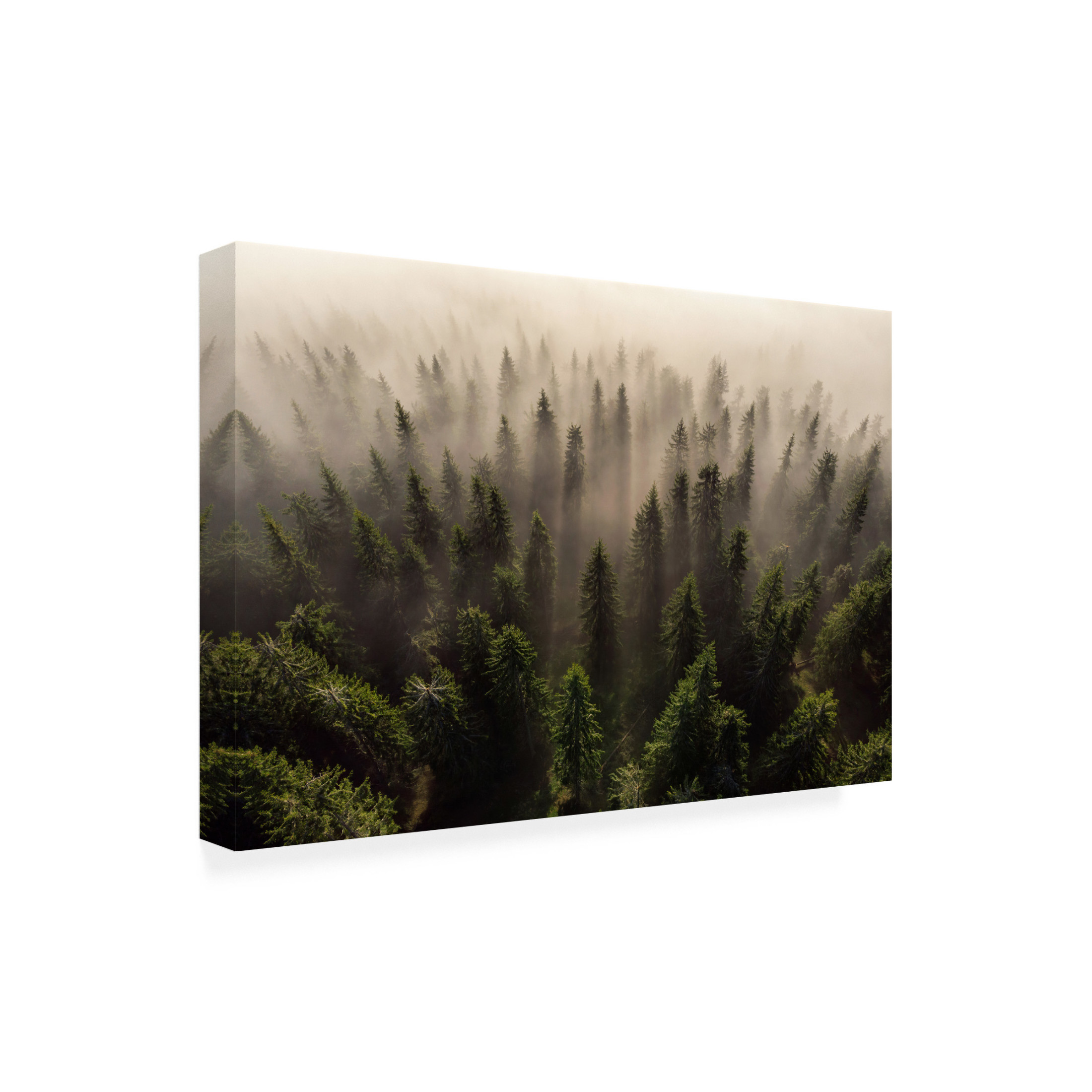 Trademark Fine Art Lazar Ioan Ovidiu The Army Of Firs Canvas Wall Art
