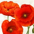 thumbnail image 3 of Villa, Luca 20x20 Black Modern Framed Museum Art Print Titled - Poppies I, 3 of 5