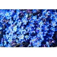 thumbnail image 2 of 500 Blue FORGET ME NOT Myosotis Sylvatica Shade or Sun Perennial Flower Seeds, 2 of 9