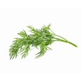thumbnail image 3 of Click and Grow Smart Garden Dill Plant Pods, 3-Pack, 3 of 5
