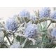 thumbnail image 4 of Tbuy Rose Paquete De 3 Flores De Cardo Artificiales Eryngiums Plantas De Imitación Selecciones De Árboles Florales Selecciones Y Aerosoles De Vegetación Navideña Para Jardín Boda Fiesta De Graduación, 4 of 4