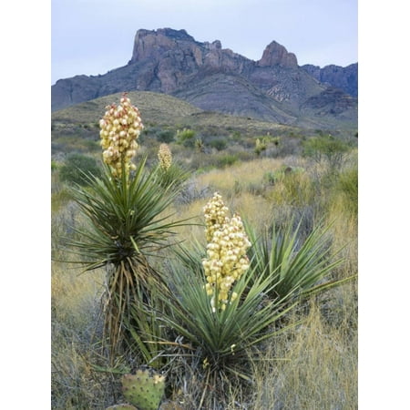 Spanish Dagger in Blossom Below Crown Mountain, Chihuahuan Desert, Big Bend National Park, Texas Print Wall Art By Scott T.