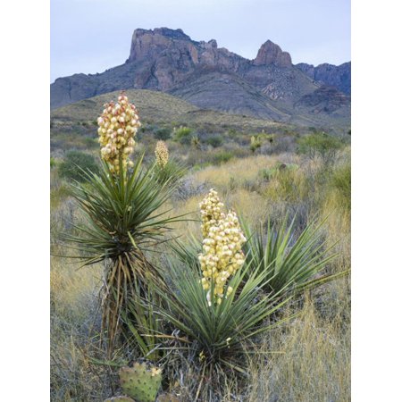 Spanish Dagger in Blossom Below Crown Mountain, Chihuahuan Desert, Big Bend National Park, Texas Print Wall Art By Scott T. (Best Time To Visit Big Bend National Park)