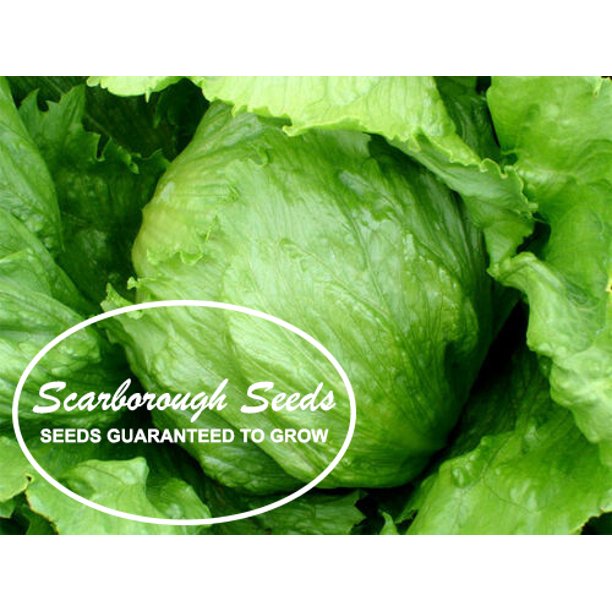 SCARBOROUGH SEEDS Iceberg Lettuce 1000 Seeds NONGMO