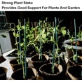 thumbnail image 4 of Green Plant Stakes,Garden Bamboo Plant Sticks for Indoor and Outdoor Plants,Topboutique Sturdy Wood Flower Sticks,Floral Plant Stakes for Supporting Vines Stalks Grow Upright,16 inch, 4 of 8