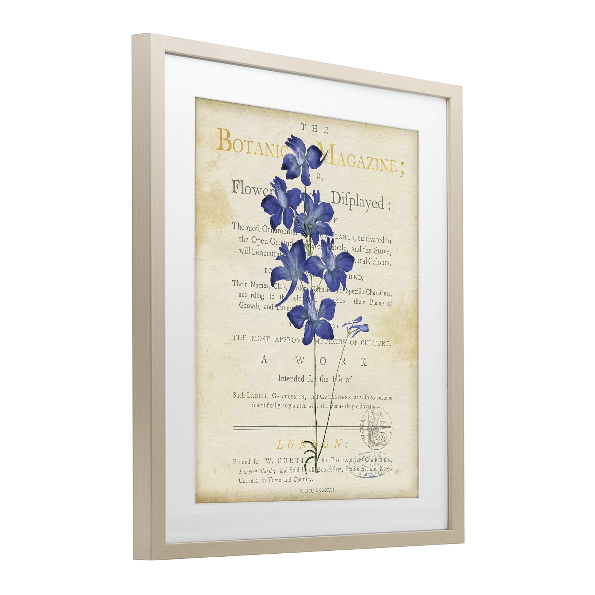 Stupell Industries Natural Botanic Garden Flower Birch Framed Print Under Glass, design by Susan Arnot