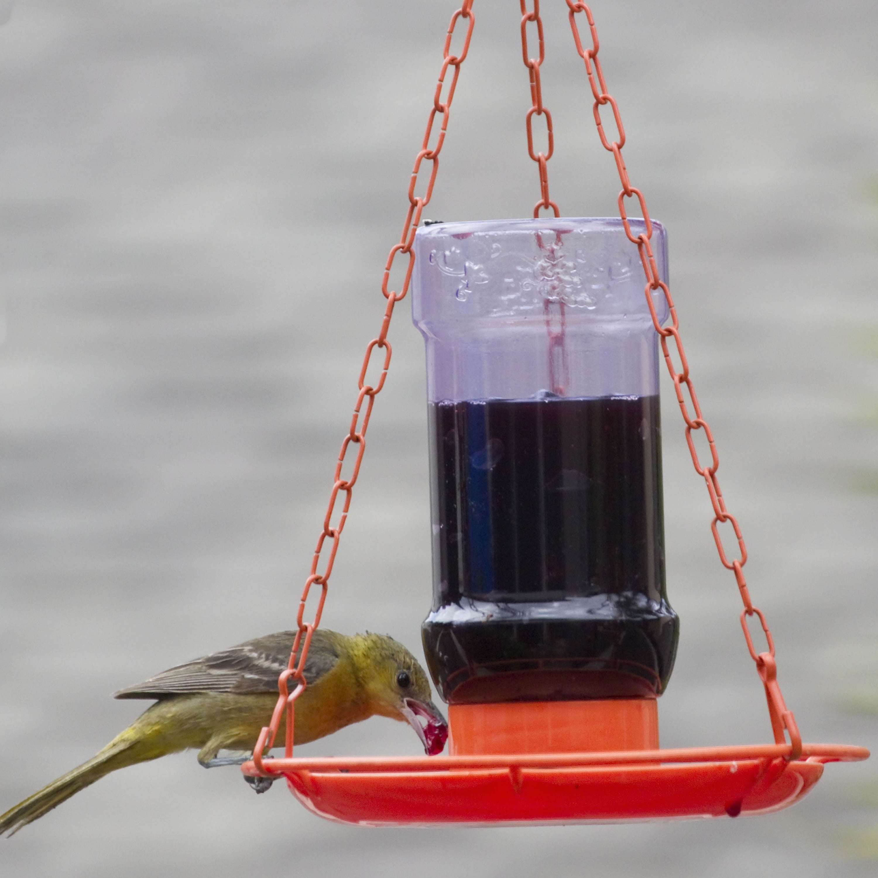 Perky Pet 32 Oz Oriole Jelly Wild Bird Feeder Walmart Com
