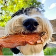 thumbnail image 5 of Brutus & Barnaby Sweet Potato Dog Treats Dehydrated Thick Cut Sweet Potato Chews for Dogs, 2 lbs, 5 of 8