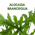 thumbnail image 3 of BubbleBlooms Alocasia Brancifolia 4 inch Rare House Plant, 3 of 9