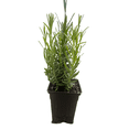 thumbnail image 2 of Hidcote Blue Lavender Herb -3" Pot - Live Plant, 2 of 4