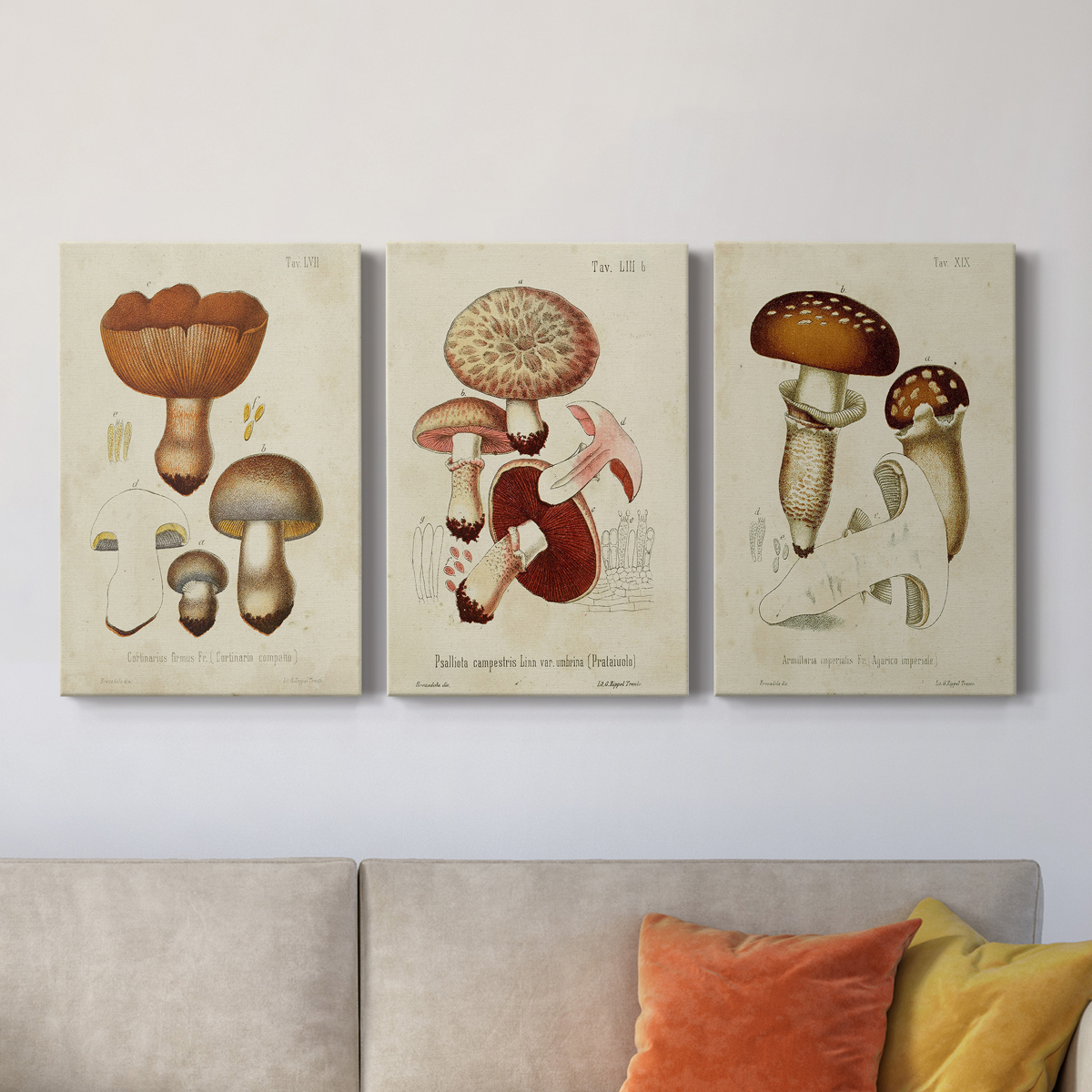 Mushroom Varieties I Premium Gallery Wrapped Canvas - Ready to Hang - 32 x 48 Each