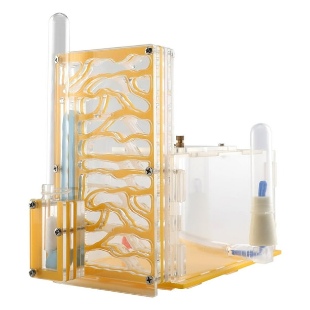 Caja de exhibición de nidos para hormigas, taller, juguetes acrílicos de aprendizaje, granja de hormigas transparente Amarillo