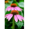 thumbnail image 2 of DeNardo, Laura 11x14 Black Ornate Wood Framed with Double Matting Museum Art Print Titled - Pink Coneflowers I, 2 of 4