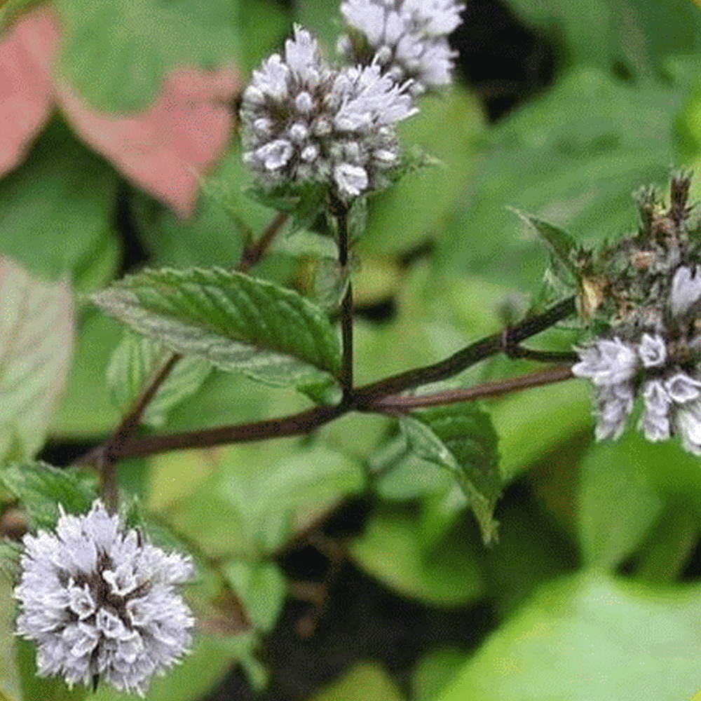 Rare Heirloom Peppermint ~300 Top Quality Seeds Perennial Herb Greek Mint 