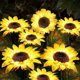 thumbnail image 4 of Outdoor Sunflower Solar Garden Decoration Stake, 22' Decorative Light for Garden Patio Porch Backyard (2 Pack), 4 of 4