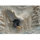 thumbnail image 4 of The Carved Puzzle 1000 Pieces Challenging Puzzle Game For Adults Wildlife Home Decoration Family Activity, 4 of 6