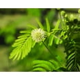 thumbnail image 4 of 100 ILLINOIS BUNDLEFLOWER Prairie Mimosa Desmanthus Illinoensis Flower Seeds, 4 of 11