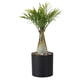 thumbnail image 1 of [Palmera] Planta Simulada Nocturna LED Pothos en Maceta USB Oficina Paisaje Interior Decorativa (A), 1 of 9