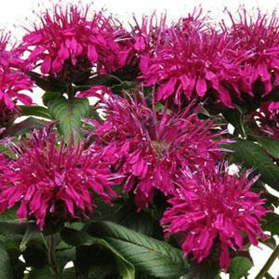 100 Fushia Bee Balm seeds