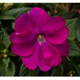 thumbnail image 2 of SunPatiens 2.5QT Impatiens Neon Pink Annual Live Plant, 2 of 4