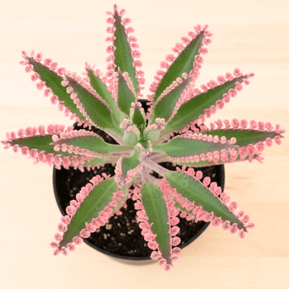 Kalanchoe Pink Butterfly Live Succulents in 2 Inches Pot, Rare Variegated Succulent for Houseplant, 3-4 Inches Tall