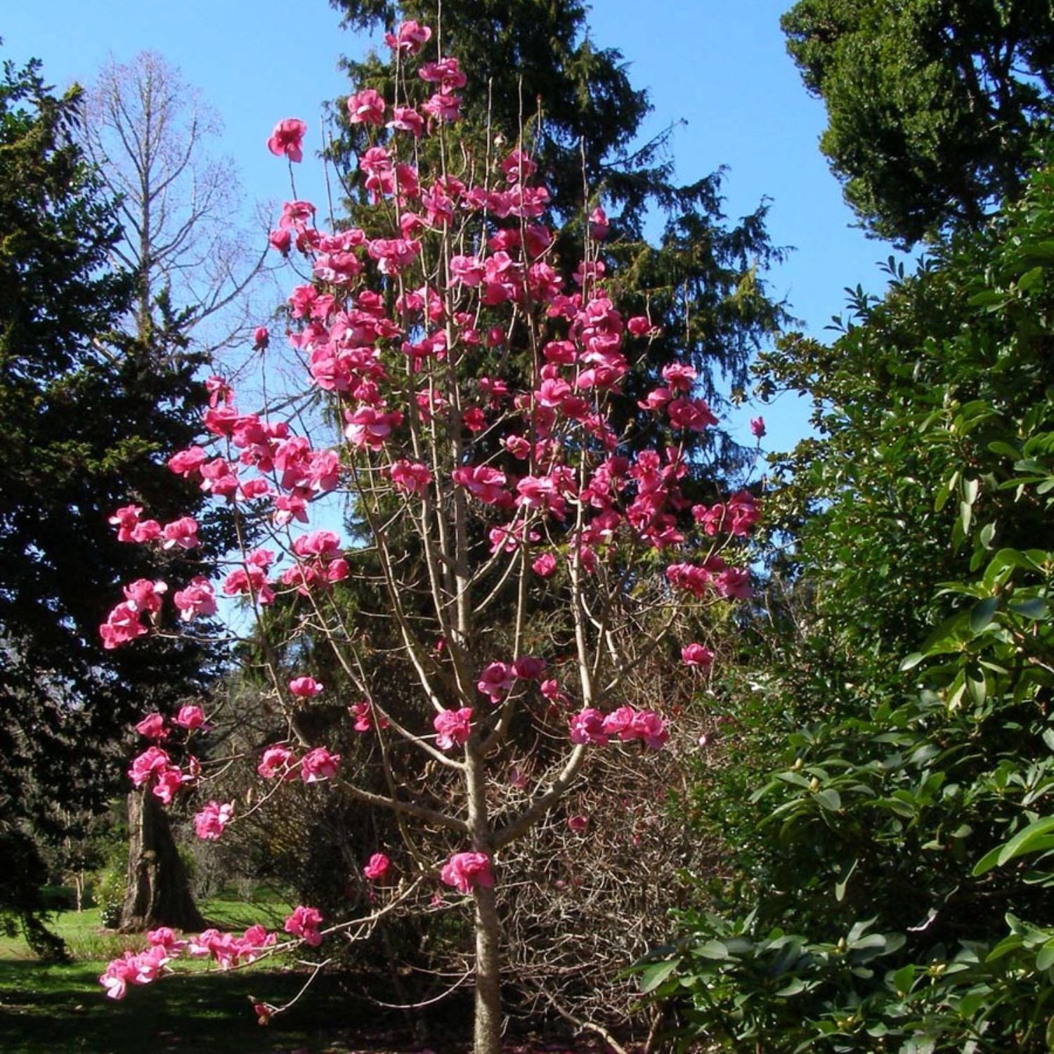 Expert Gardener 1-2' Magnolia Japanese Felix® Live Tree in 1 gal. Grower Pot