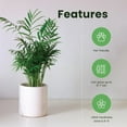 thumbnail image 5 of American Plant Exchange Areca Palm Houseplant in 4" Pot, Pet Friendly, Air Purifying, 5 of 7