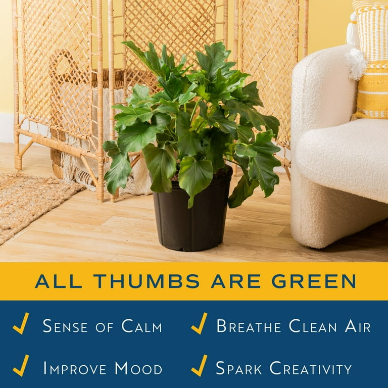 Expert Gardener 26" Tall Philodendron Selloum 2G in grower pot, Direct  Sunlight, Live Flowering Outdoor Plant - Walmart.com